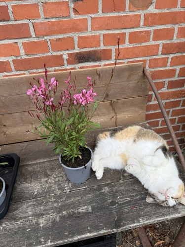 Prachtkerze gaura tutti - prachtkerze.,