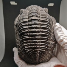 Großer Trilobit Drotops