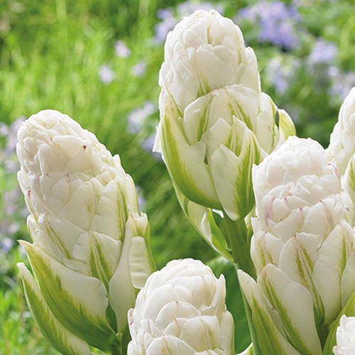 Tulipan lodowy whipped cream - whipped,