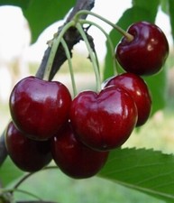 Säulen-Süß-Kirsche Stella