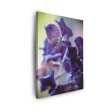 Leinwand-Bilder Pflanzen Botanik Fliederfarbene Hortensie Größe: 30x40-80x120 cm