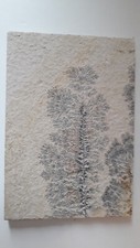 Fossil Dendriten in Stein Baum Skelettkristalle