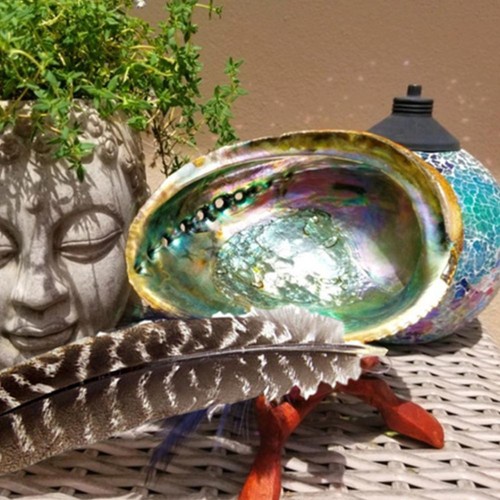 Natural abalone conch shells - natural,