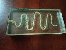 Kornnatter In Acrylblock - Acryl - Nordamerika - Schlange - Nordamerika 