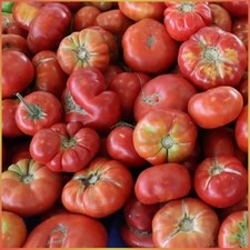 Tomate Adana Feke Yayla 10