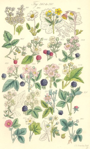 Wildbeeren himbeer brombeere - wildbeeren.,