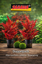 2er Set Alternanthera