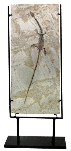 Kreide hyphalosaurus - kreide,