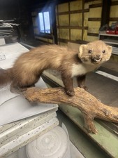 Marder Tierpräperat