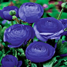 Zwiebel Blumenzwiebel Topfblume Gartenblume Ranunculus Ranunkel blau 5 St. 
