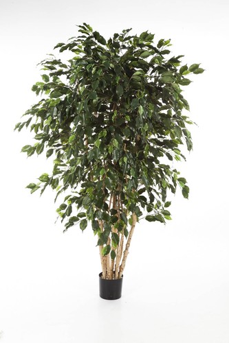 Artplants deko ficus darel - artplants,