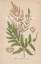 Königsfarn (Osmunda regalis) Farn antike CHROMO-LITHOGRAPHIE von 1922 Lindman