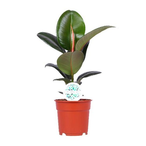 Gummibaum ficus elastica - gummibaum,