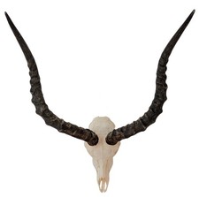 Impalatrophäe Aepyceros
