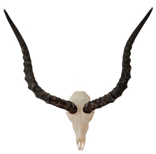 Impalatrophäe aepyceros - impalatrophäe,
