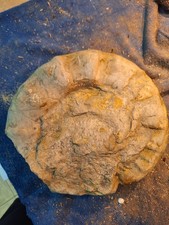 Ammoniten Fossil - Große Versteinerung 26 Cm Durchmesser