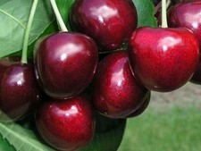 Kirschbaum NORTHSTAR 120-150