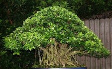 Ficus alti braucht nur - alti., ½