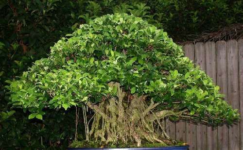 Ficus alti braucht nur - ficus,