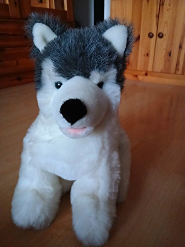 Sehr süßer hund - sehr, husky