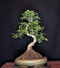 BONSAI CHINESISCHER LIGUSTER