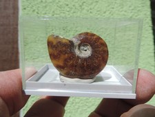 Ammonit Cleoniceras besairiei