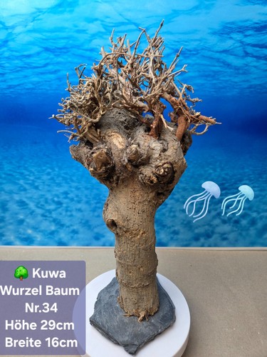 Aquarium kuwa wurzel - kuwa,