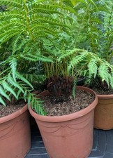 Baumfarn Dicksonia Antarctica Muktikopf 