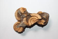 Ammonit Stufe Schlaifhausen, 10 cm breit