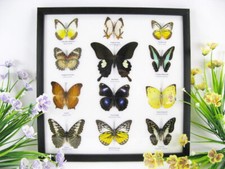 12 echte Zuchtschmetterlinge