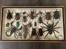 Präparierte Insekten Kasten Insekten Schutz Box