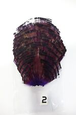 Goldfasan Tippet Sektion