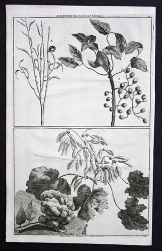 Mandelbaum mandel almond tree - mandelbaum,