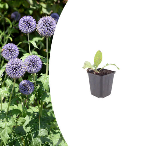 Echinops ritro blaue - –,