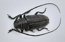 Cerambycidae, Zographus regalis, female, A1, 21 mm, Congo, #CC30