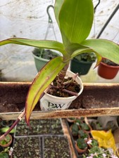 house plant  / old mans pipe /