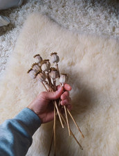 Mohnkapseln Trockenblumen Mohnblume 10 Stück Deko Herbst Basteln