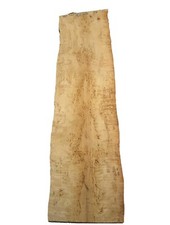 Birke Maser Holz Maserbirke