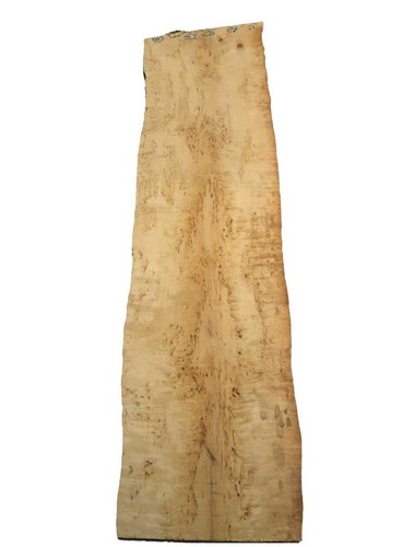 Birke maser holz maserbirke - birke,