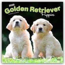 Golden Retriever Puppies -