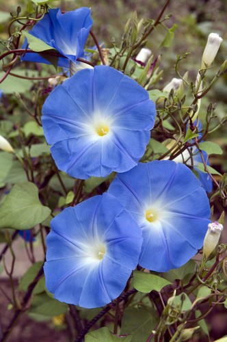 Samen für den garten die - samen,
