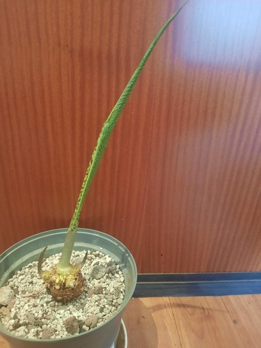 Sauromatum venosum neue - , voodo