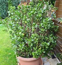 Kanarische Dattelpalme und Affenbrotbaum