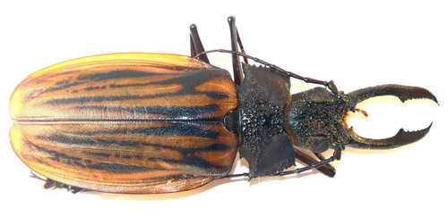 Coleoptera cerambycidae - coleoptera,,