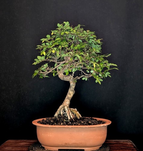 Bonsai chinesische ulme - ulme, ulmus
