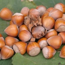 Hallesche Riesen Haselnuss Riesennuss Nussbaum 