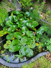 Gartenteich mit Seerosen