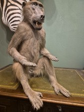 Pavian Präparat Cites echt