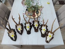 Nr. 1 Rehgeweihe Geweihe Deko