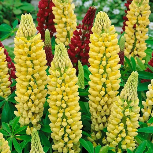 Samen lupine shandelier - samen,